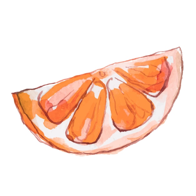 Vector Acuarela pintada naranja fruta Elementos de diseño de alimentos frescos dibujados a mano aislados sobre fondo blanco