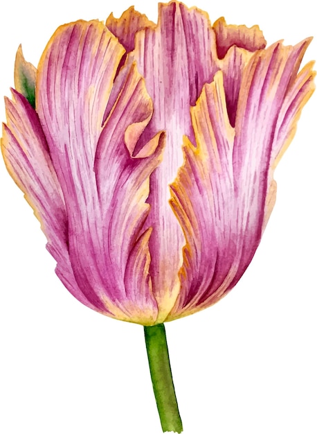 Vector de acuarela de tulipán