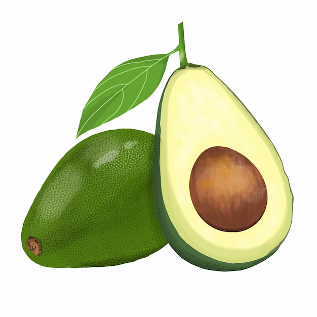 Vector de aguacate