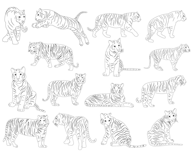 Vector, aislado, bosquejo, de, un, tigre, conjunto