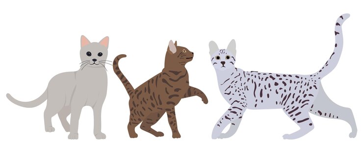 Vector vector aislado de diseño plano de gatos