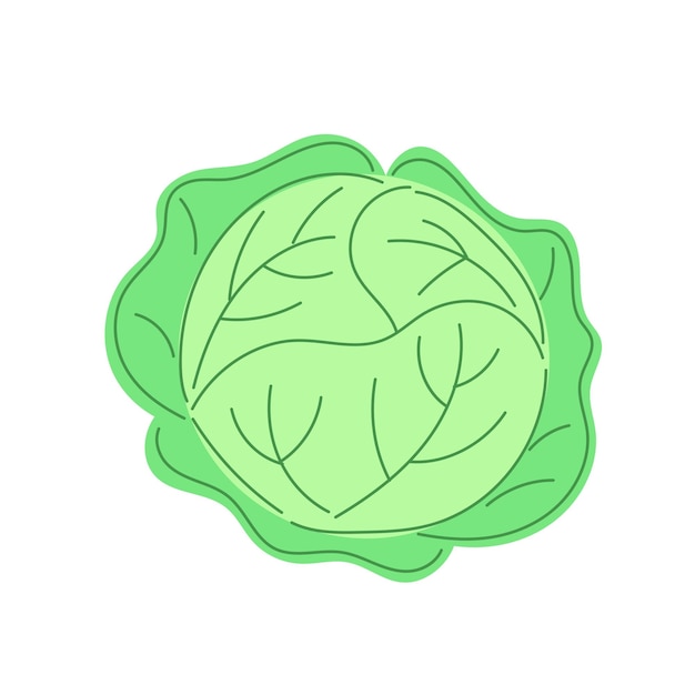 Vector aislado de repollo Ilustración de repollo de dibujos animados en fondo blanco