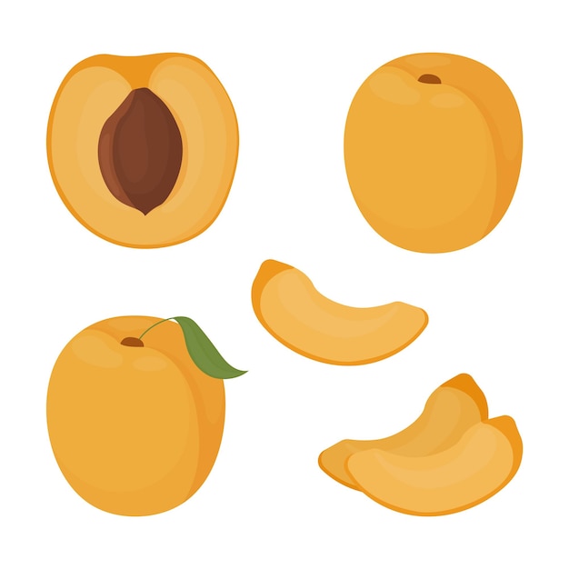 Vector de albaricoque Rodajas de albaricoque y mitades de fruta Vector