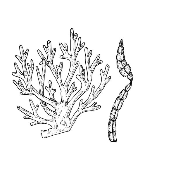 Vector algas coral línea pintada a mano algas laminaria arte gráfico de clips de roca aislado en el fondo
