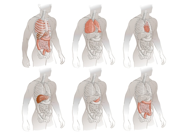 Vector anatomía del cuerpo humano