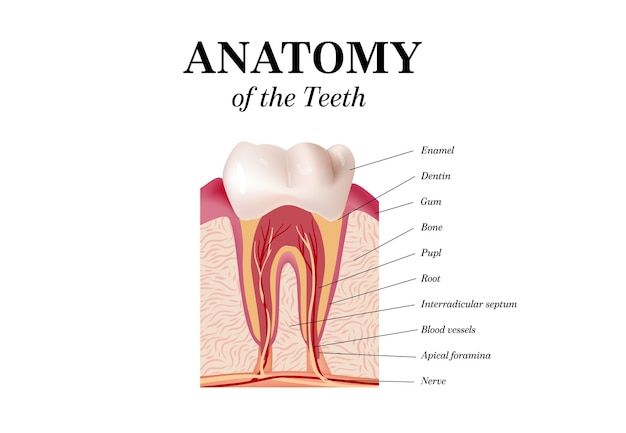 Vector de anatomía del diente infografía dental. Maqueta de diente blanco realista. Concepto de salud de cuidado bucal.