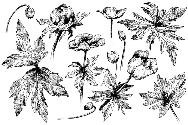 Vector anémona floral flores botánicas. Wild spring leaf wildflower aislado. Arte de tinta grabada en blanco y negro. Elemento aislado de la ilustración de la anémona en el fondo blanco.