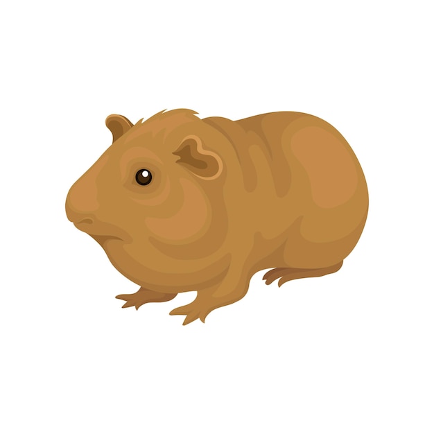 Vector animal lindo cavy pequeño roedor ilustración aislada sobre fondo blanco