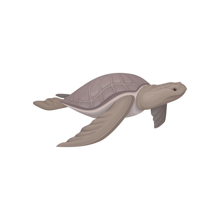 Vector vector animal tortuga marina ilustración sobre un fondo blanco