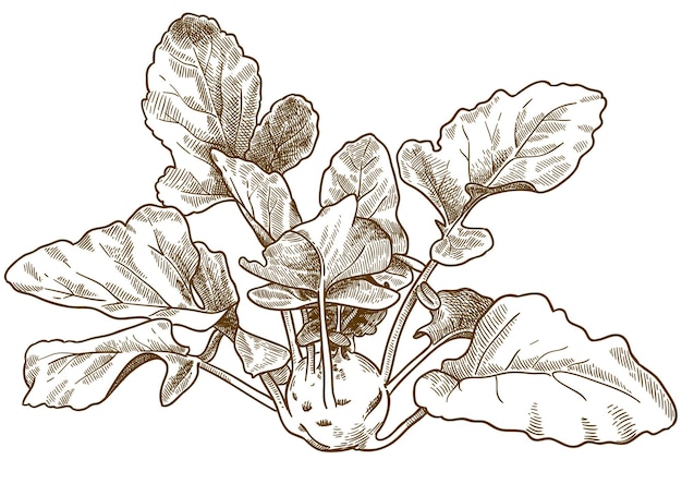 Vector antiguo grabado dibujo ilustración de col colinabo aislado sobre fondo blanco.