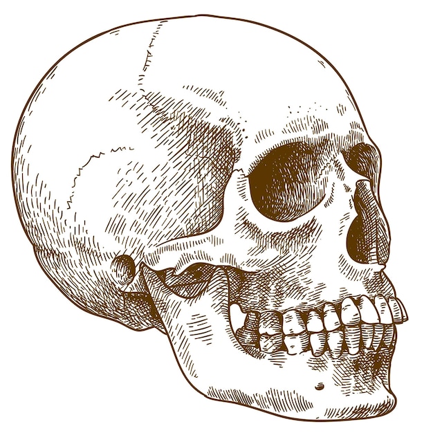 Vector antiguo grabado dibujo ilustración de cráneo humano aislado sobre  fondo blanco. | Vector Premium