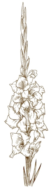 Vector antiguo grabado dibujo ilustración de flor de gladiolo aislado sobre fondo blanco.