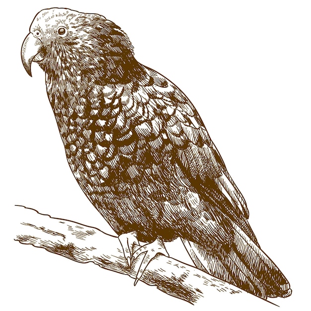 Vector antiguo grabado dibujo ilustración de pájaro kaka de Nueva Zelanda aislado sobre fondo blanco.