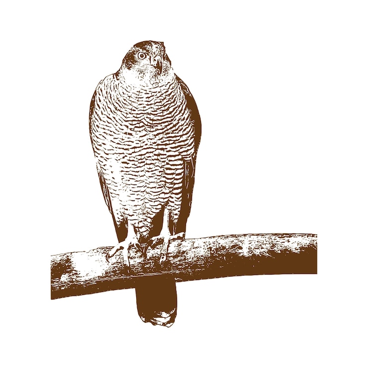 Vector vector antiguo grabado dibujo ilustración de pájaro en pizarra blanca