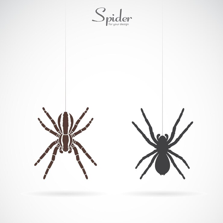 Vector vector de araña sobre fondo blanco. insecto. animal. icono de araña fácil ilustración vectorial editable en capas.