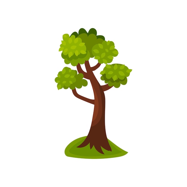 Vector de árbol caducifolio de verano ilustración vectorial ilustración aislada en un fondo blanco