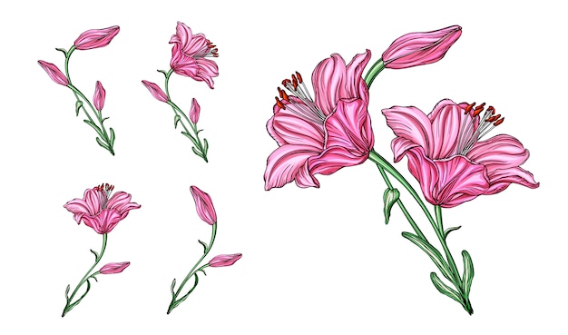 Vector arreglos florales con flores de lirio