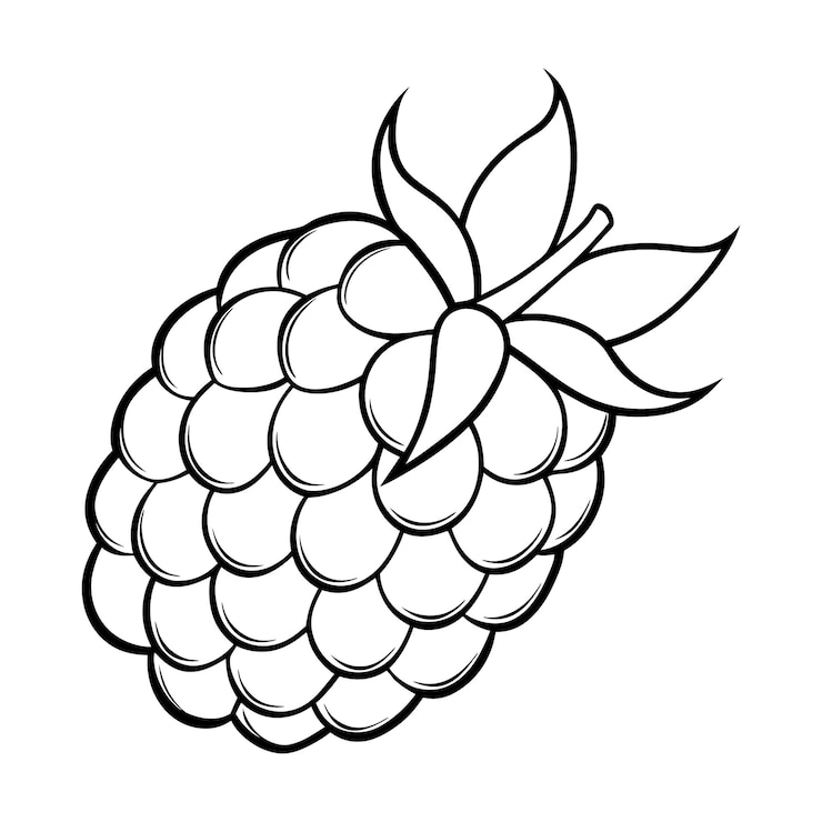 Vector vector de arte de línea de frambuesa para conceptos de diseño minimalista y moderno