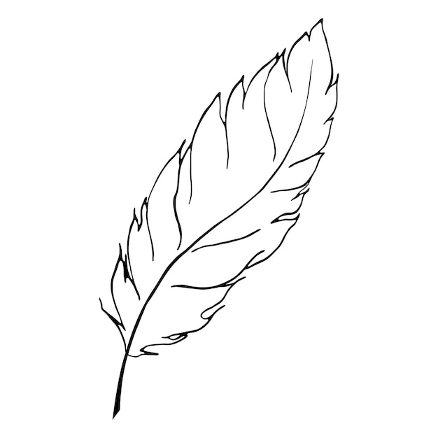 Vector de arte de línea de pluma de pájaro blanco y negro monocromo