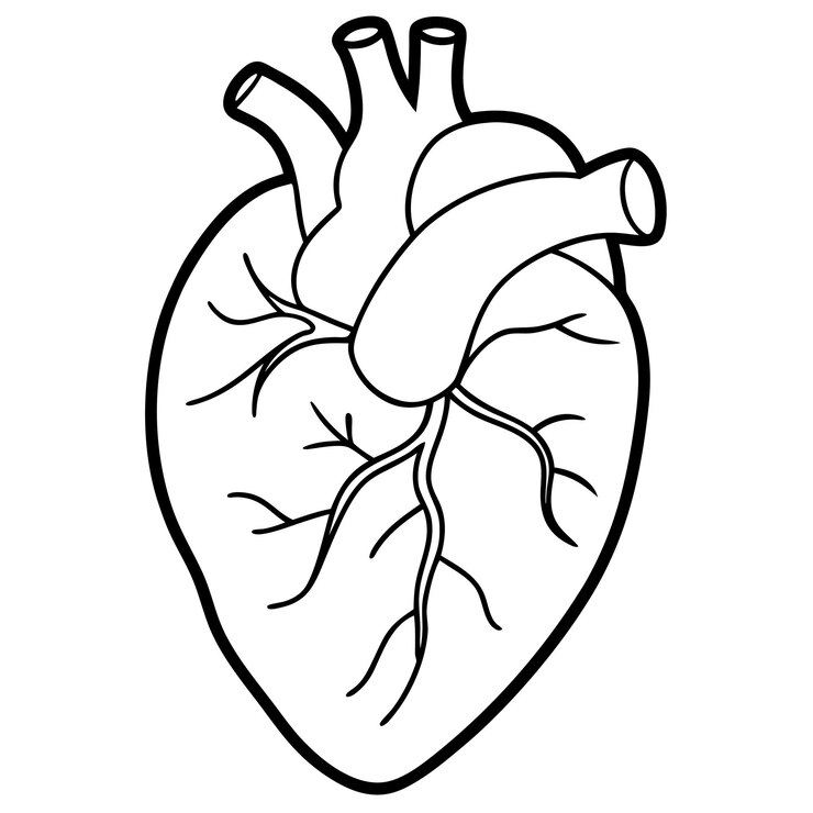 Vector vector artístico de la línea anatómica del corazón humano
