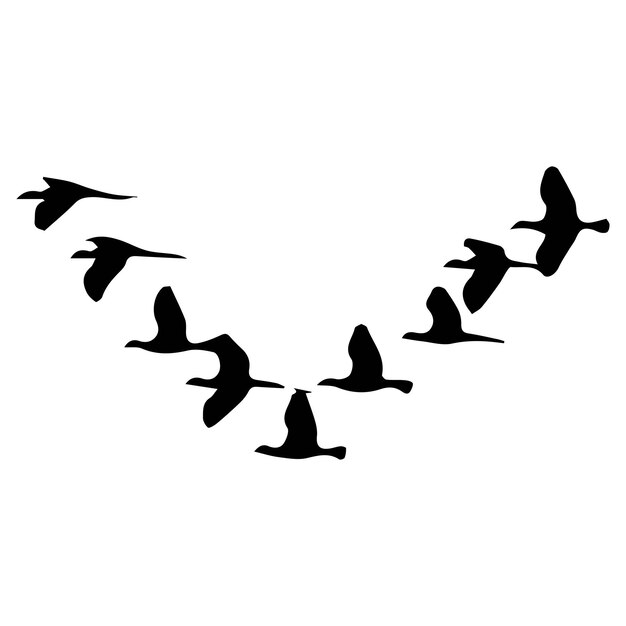 Vector de aves minimalista