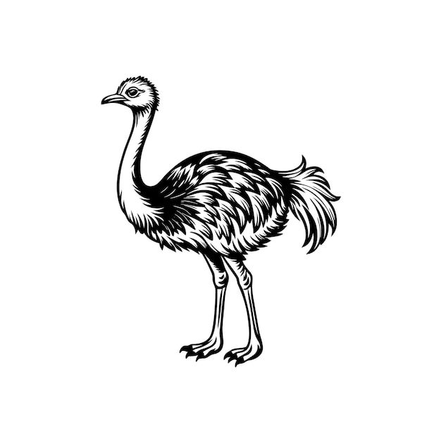 Vector de avestruz muy bonito