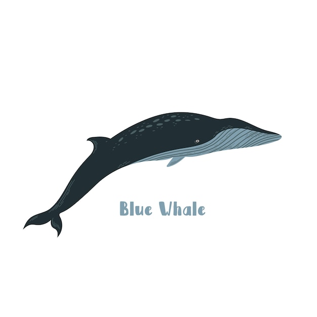 Vector ballena azul. Ilustración de dibujos animados sobre fondo blanco para etiqueta, diseño