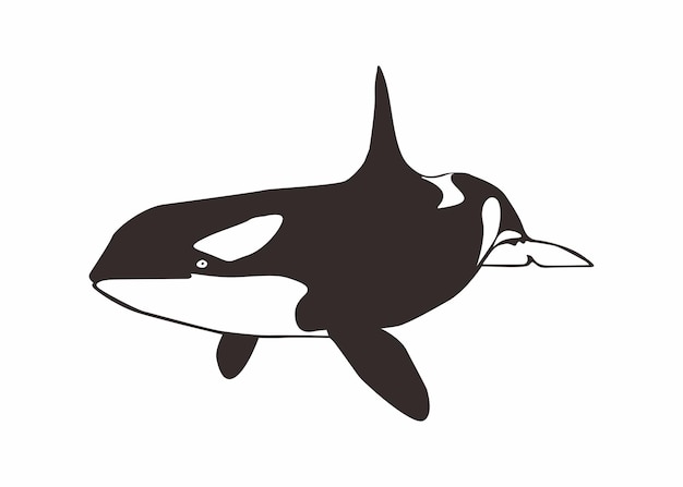 Vector vector de la ballena orca