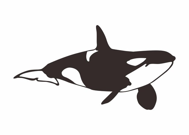 Vector de la ballena orca