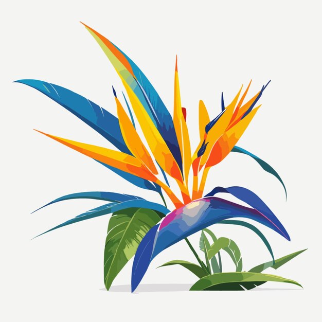 Vector Bird of Paradise Blooms sobre un fondo blanco