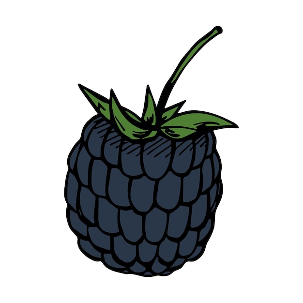 Vector blackberry clipart Icono de baya dibujado a mano Ilustración de fruta Para imprimir diseño web decoración logo