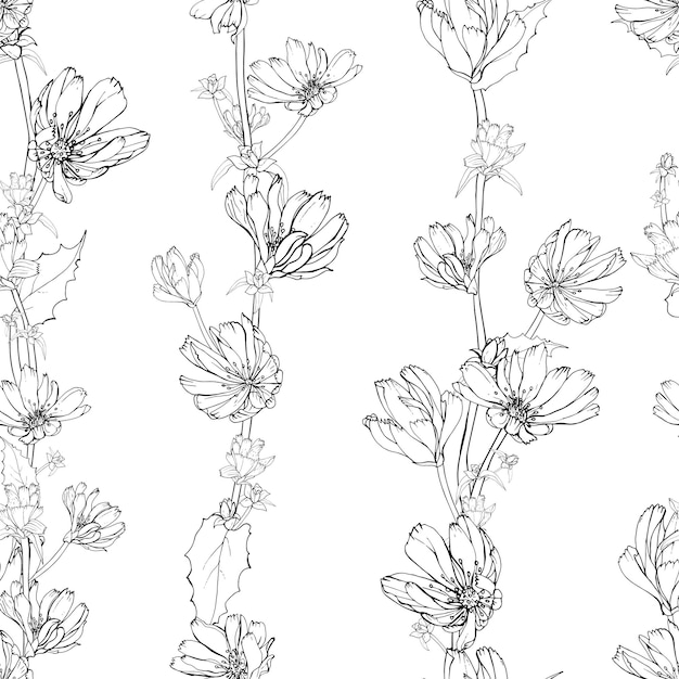 Vector blanco y negro dibujado a mano floral de patrones sin fisuras con flores Achicoria