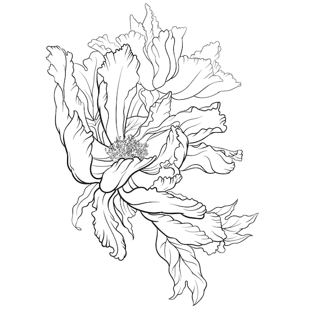Vector blanco y negro de flor de peonía aislado sobre fondo blanco para colorear página