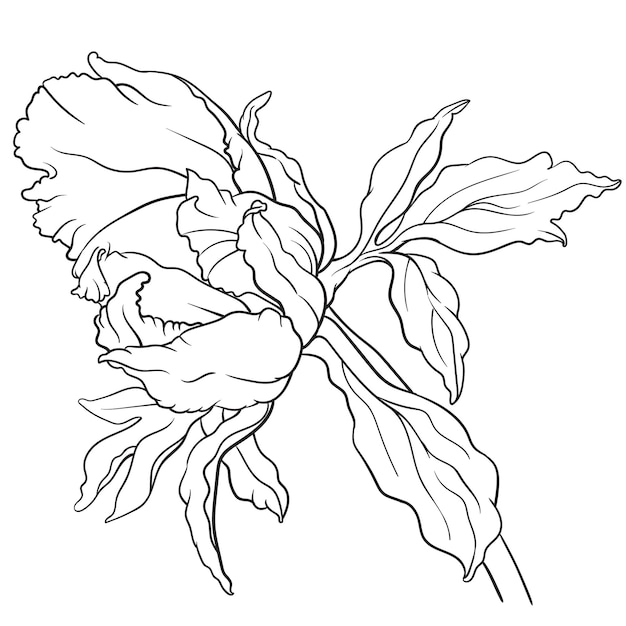 Vector blanco y negro de flor de peonía aislado sobre fondo blanco para colorear página