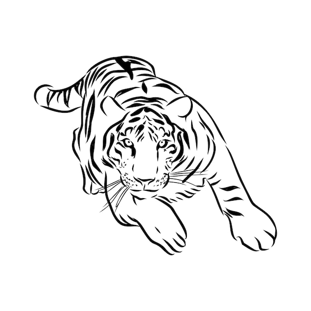 Vector vector de boceto dibujado a mano de acecho de tigre en blanco y negro