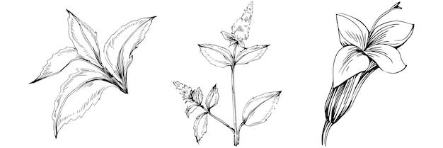 Vector de boceto de menta aislado