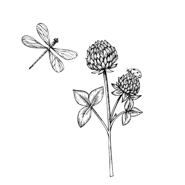 Vector bonita mariposa libélula y trébol flor pintada a mano trébol gráfico aislado en el fondo