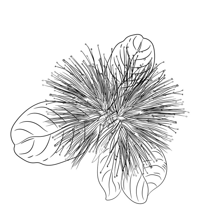 Vector vector botánico dibujado a mano ohia lehua