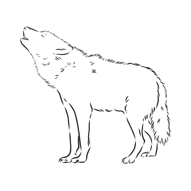 Vector de cabeza de lobo lobo aúlla ilustración de dibujo de vector de cabeza de lobo