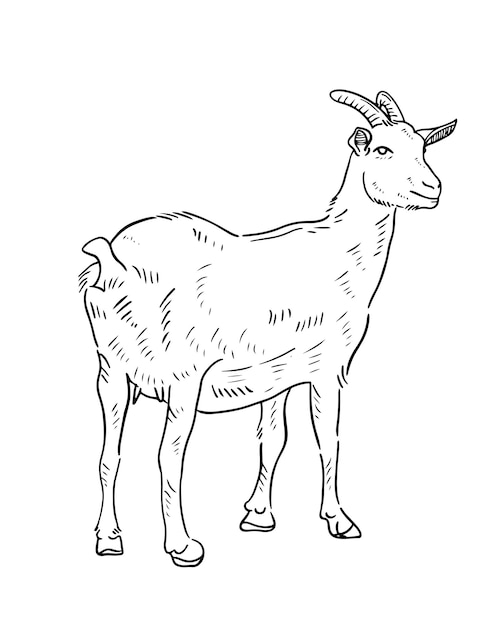 Vector de cabras para el Eid Adha