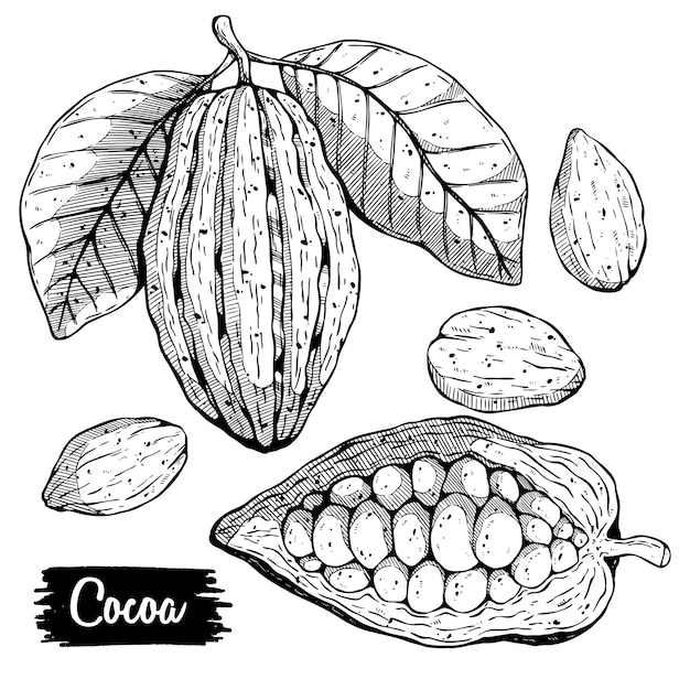 Vector de cacao conjunto de dibujo a mano alzada, boceto de alimentos orgánicos saludables, hoja de fruta y grabado de frijol