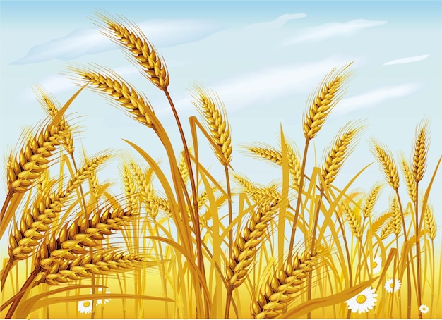 vector de campo de trigo