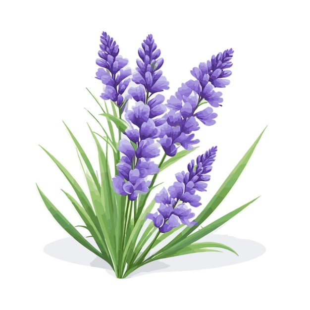 Vector de campos de lavanda sobre un fondo blanco