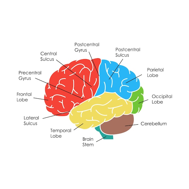 vector de cartel de tarjeta de anatomía del cerebro humano