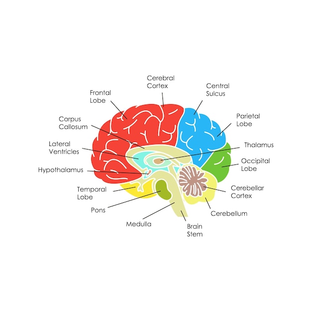 Vector vector de cartel de tarjeta de anatomía del cerebro humano