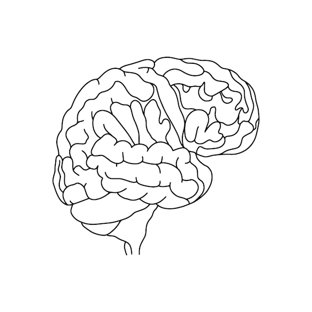 Vector vector, cerebro anatómico. ilustración realista del cerebro aislada sobre fondo blanco. médico vectorial