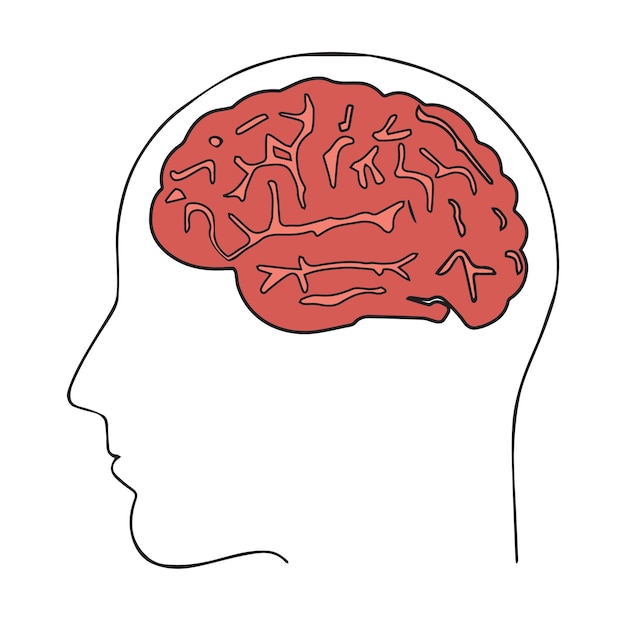 Vector del cerebro humano en la cabeza Ilustración vectorial aislada sobre fondo blanco en estilo de línea plana