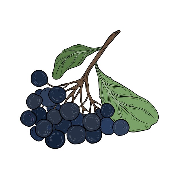 Vector chokeberry Ilustración botánica gráfica de vectores dibujada a mano Bayas de chokeberry en una rama con hojas Dibujo para diseño y embalaje