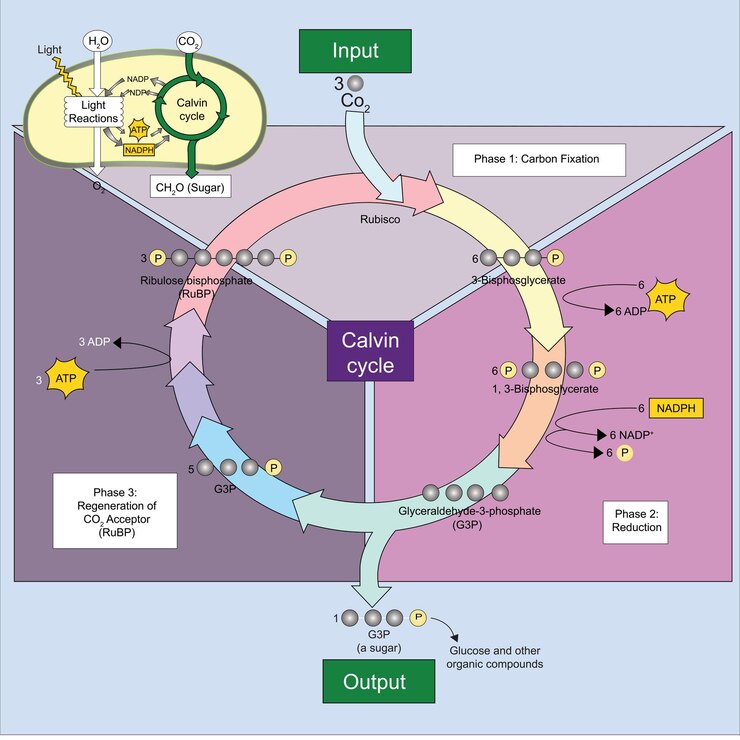 Vector el vector del ciclo de calvin ilustra el diagrama gráfico