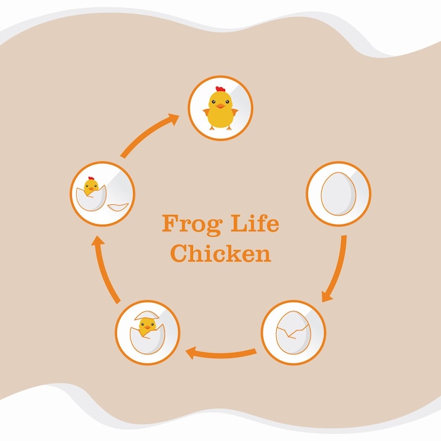 vector de ciclo de vida de pollo